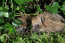 BUITEN BEELD Foto: 343402