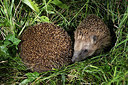 BUITEN BEELD Foto: 343403