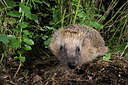 BUITEN BEELD Foto: 343407