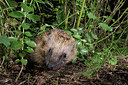 BUITEN BEELD Foto: 343408