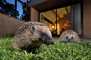BUITEN BEELD Foto: 343410