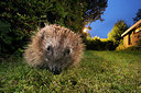 BUITEN BEELD Foto: 343411