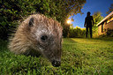 BUITEN BEELD Foto: 343412