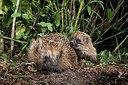 BUITEN BEELD Foto: 343413