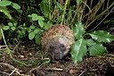 BUITEN BEELD Foto: 343414