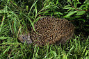 BUITEN BEELD Foto: 343416