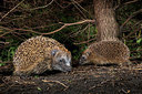 BUITEN BEELD Foto: 343421
