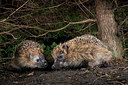 BUITEN BEELD Foto: 343422