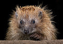 BUITEN BEELD Foto: 343425