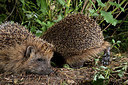 BUITEN BEELD Foto: 343427