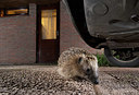 BUITEN BEELD Foto: 343429