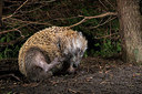 BUITEN BEELD Foto: 343431