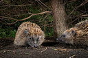 BUITEN BEELD Foto: 343432
