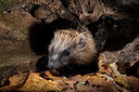 BUITEN BEELD Foto: 343434