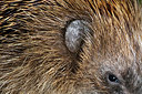 BUITEN BEELD Foto: 343447