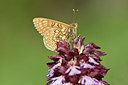 BUITEN BEELD Foto: 343565