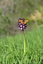 BUITEN BEELD Foto: 343578