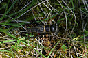 BUITEN BEELD Foto: 343602
