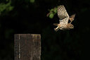 BUITEN BEELD Foto: 343645