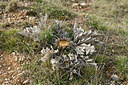 BUITEN BEELD Foto: 343694