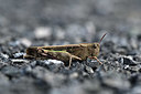 BUITEN BEELD Foto: 343935