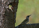 BUITEN BEELD Foto: 343978