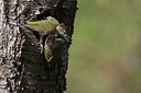 BUITEN BEELD Foto: 343979