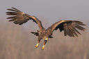 BUITEN BEELD Foto: 344032