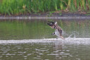 BUITEN BEELD Foto: 344059