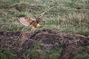 BUITEN BEELD Foto: 344062