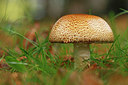 BUITEN BEELD Foto: 344447