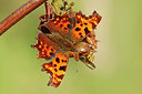 BUITEN BEELD Foto: 344456
