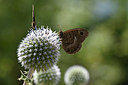 BUITEN BEELD Foto: 344512