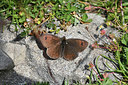 BUITEN BEELD Foto: 344568