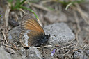 BUITEN BEELD Foto: 344588