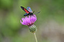 BUITEN BEELD Foto: 344601