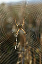BUITEN BEELD Foto: 344602