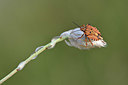 BUITEN BEELD Foto: 344603