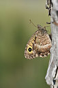 BUITEN BEELD Foto: 344615