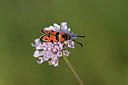 BUITEN BEELD Foto: 344616
