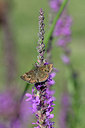 BUITEN BEELD Foto: 344638
