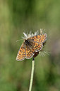 BUITEN BEELD Foto: 344660