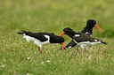 BUITEN BEELD Foto: 344714