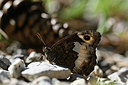 BUITEN BEELD Foto: 344746