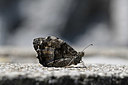 BUITEN BEELD Foto: 344748