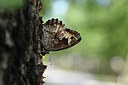 BUITEN BEELD Foto: 344801