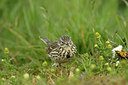BUITEN BEELD Foto: 344822