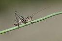 BUITEN BEELD Foto: 344824