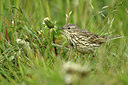 BUITEN BEELD Foto: 344829