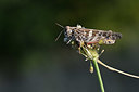 BUITEN BEELD Foto: 344832